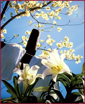 03 Fiori primavera
